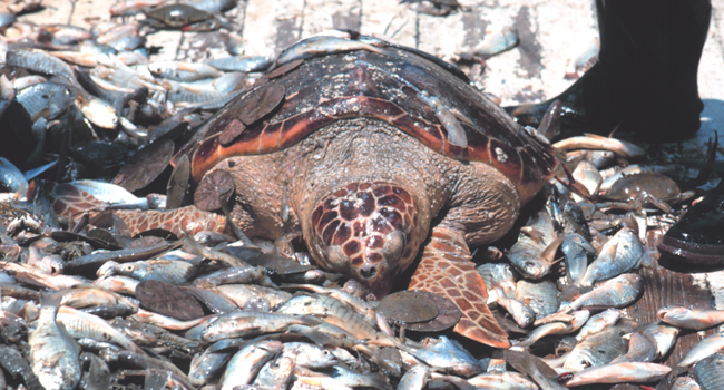 turtle caught in net
