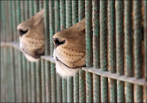caged-lions